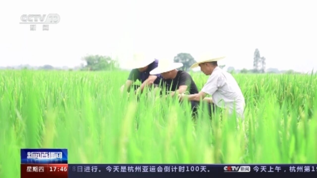 早稻进入抽穗扬花期 科学田管助力丰产丰收