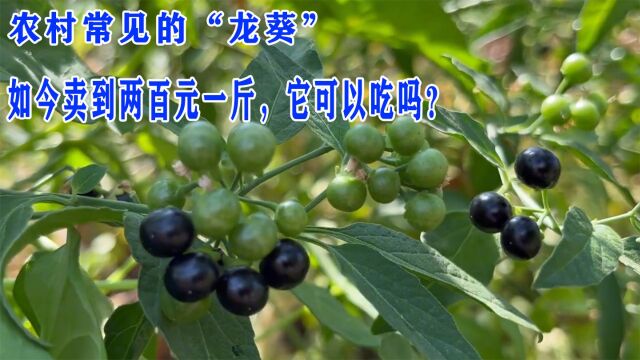 农村常见的“龙葵”,如今卖到两百元一斤,它可以吃吗?