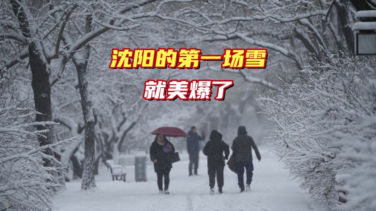 沈阳今冬第一场雪提前到来了,而且是一场毫不含糊的大雪,美爆了