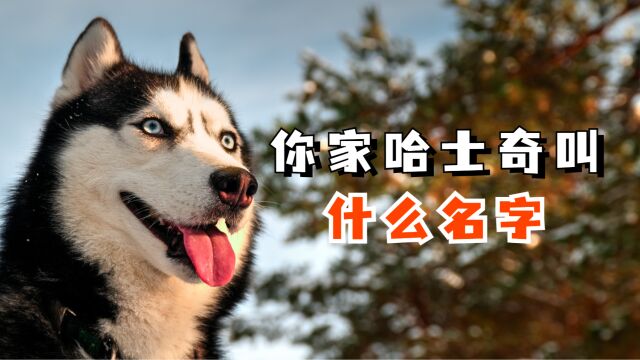 盘点超多人用的取名方法!你家哈士奇叫什么?