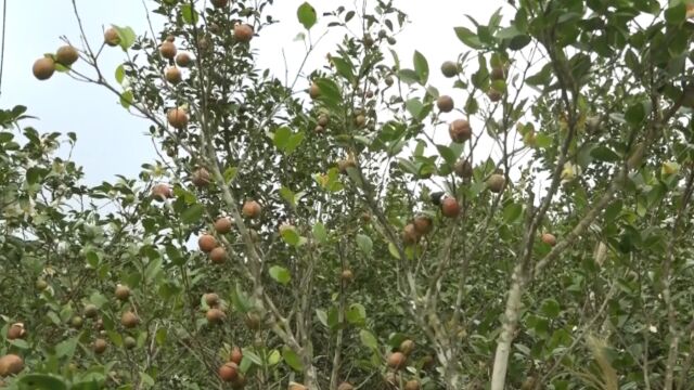 国顺生态种养殖专业合作社油茶开采