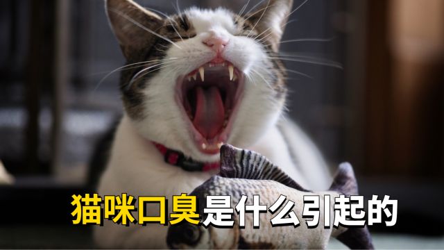 猫咪为什么会口臭?先看看是不是这些原因!