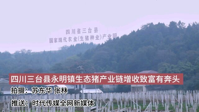 四川三台县永明镇生态猪产业链增收致富有奔头