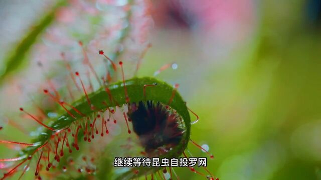 植物 自然风景 神奇大自然 绿色星球