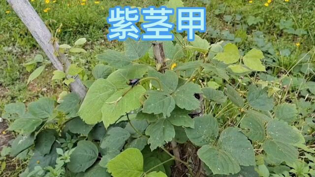 很多地方会食用紫茎甲的幼虫 据说味道不错 你们有吃过吗?