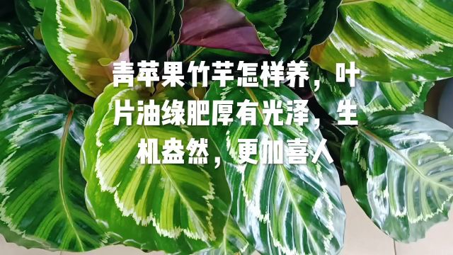 青苹果竹芋怎样养,叶片油绿肥厚有光泽,生机盎然,更加喜人