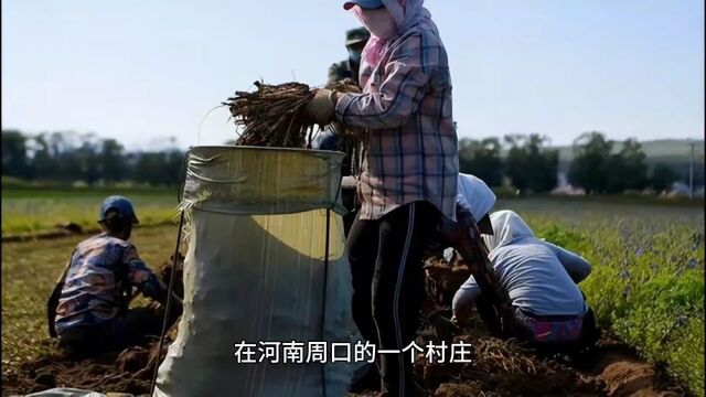 河南农民种植药材白术被哄抢