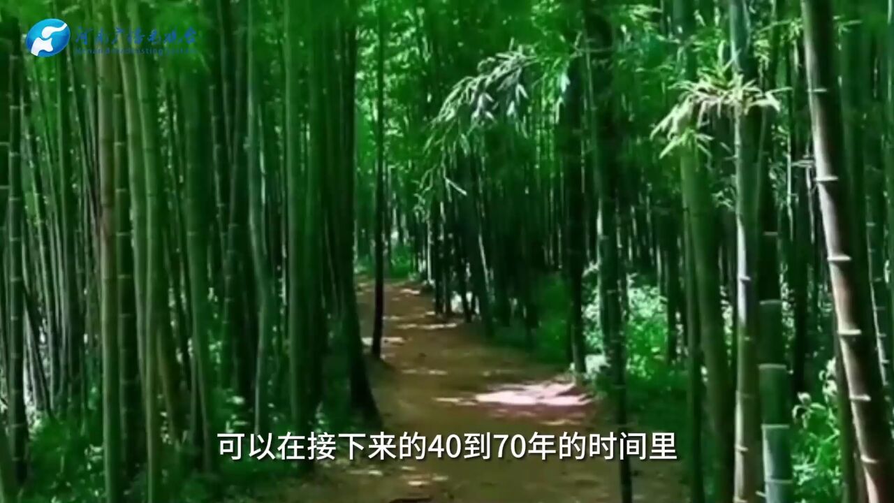 我国启动“以竹代塑”三年行动