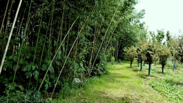 信阳河边最大一片竹林,夏天来避暑绝佳享受