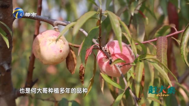 雪桃生长期长,外表虽不完美,但甜度偏高,很受欢迎