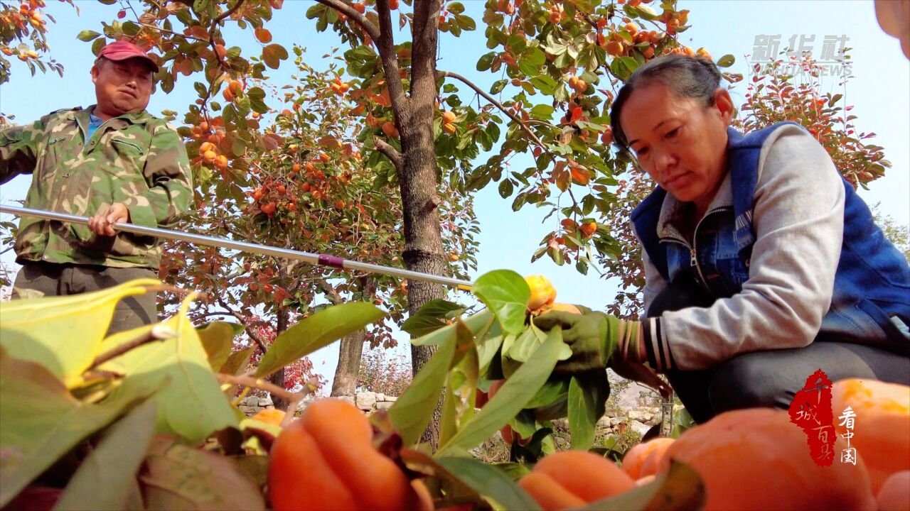 千城百县看中国|河北顺平:乡村“柿业”旺 采收加工忙