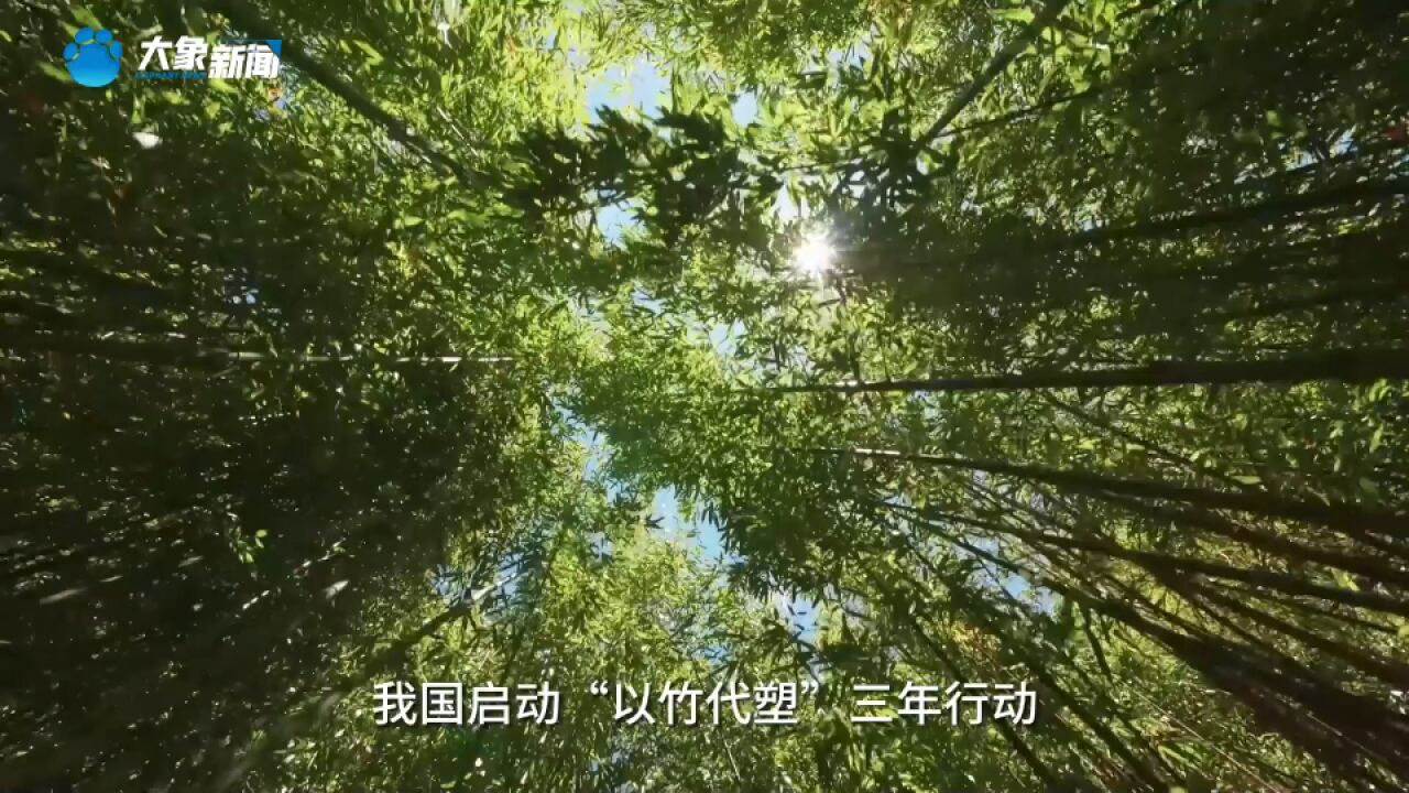 我国启动“以竹代塑”三年行动