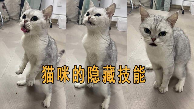 小猫咪吃东西时竟是这个样子,真是惊呆我了