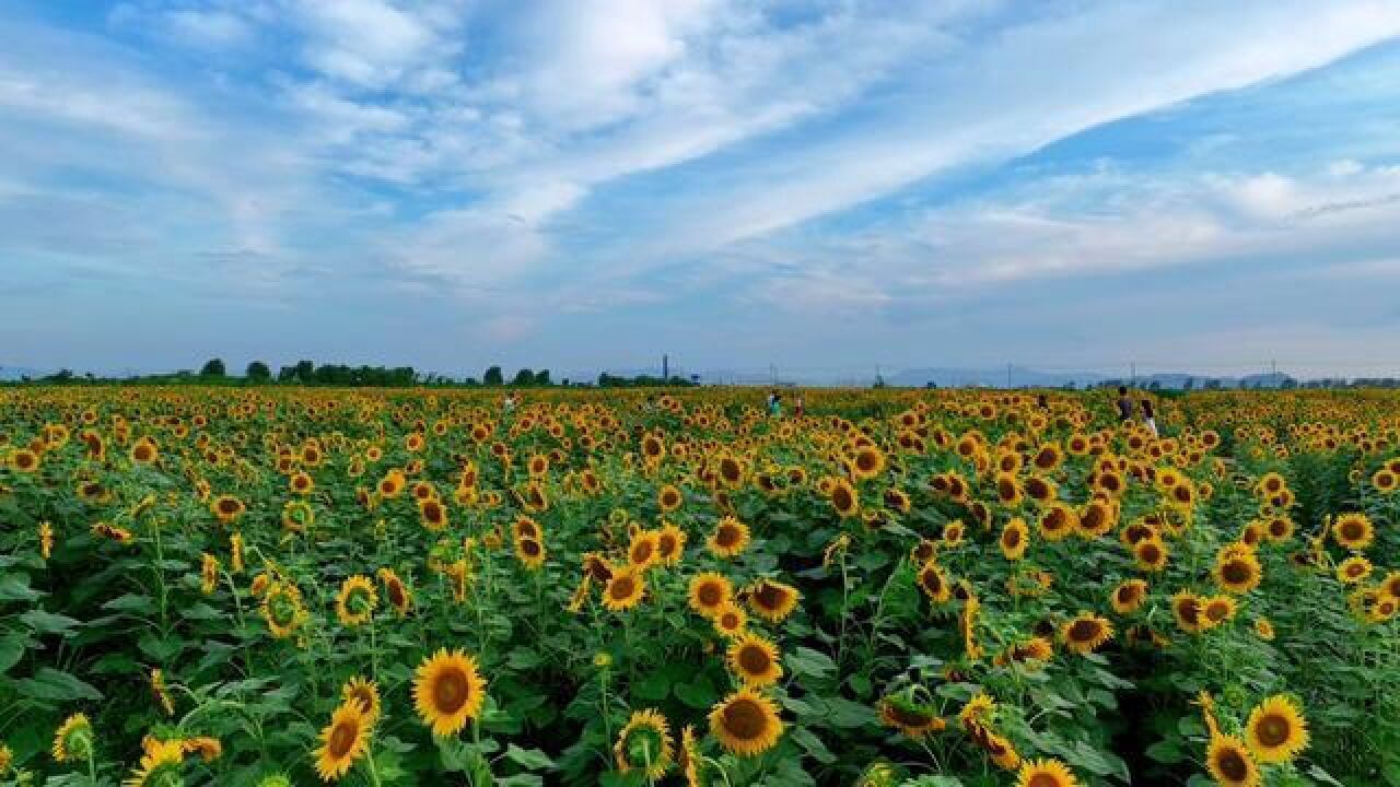 浙江省宁波市,宁波不能错过的向日葵花海