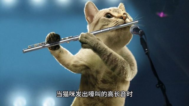 猫咪不同的“喵叫声”,代表这些含义哦