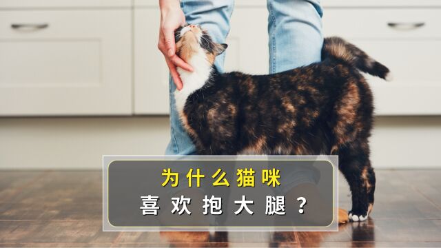 猫咪抱大腿的5个含义,你别不明白!