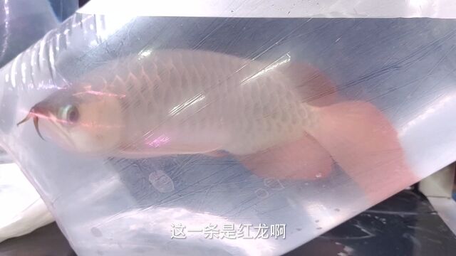 这家水族店有金龙和红龙,我看上38公分金龙鱼,帮鱼友带2条银龙