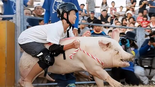 日本奇葩的骑猪比赛,坚持10秒就获奖50万,网友:问过猪的意见没