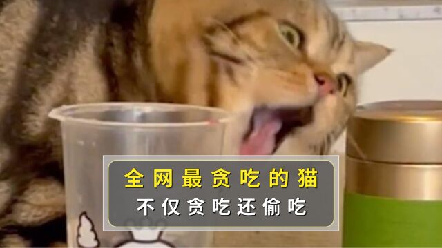 全网最贪吃的猫,不仅贪吃还偷吃!