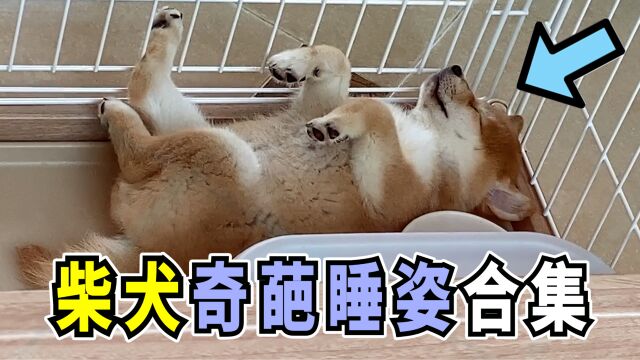 柴犬奇葩睡觉姿势合集,3个月的小柴犬倔强又可爱