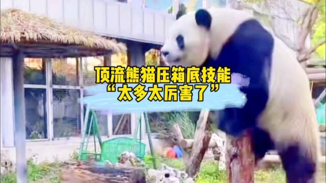 盘点熊猫界顶流的压箱底技能,太多太厉害了!