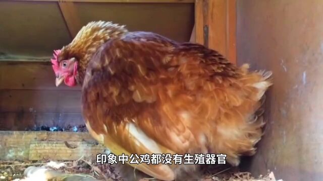 印象中公鸡都没有生殖器官,那公鸡是怎么和母鸡完成交配的?公鸡 3