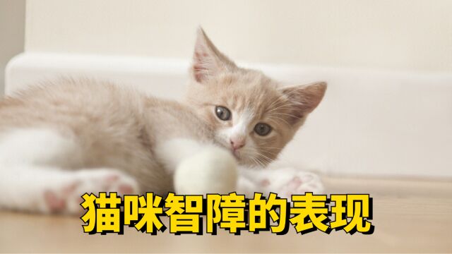 猫咪若有智障,会有这些表现