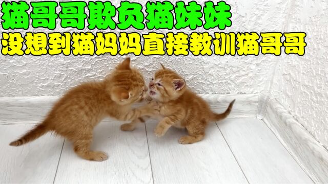 猫哥哥欺负猫妹妹,没想到猫妈妈明辨是非,出手教训猫哥哥!