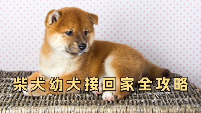 刚接回家的幼犬柴犬该如何喂养?看到就是赚到!