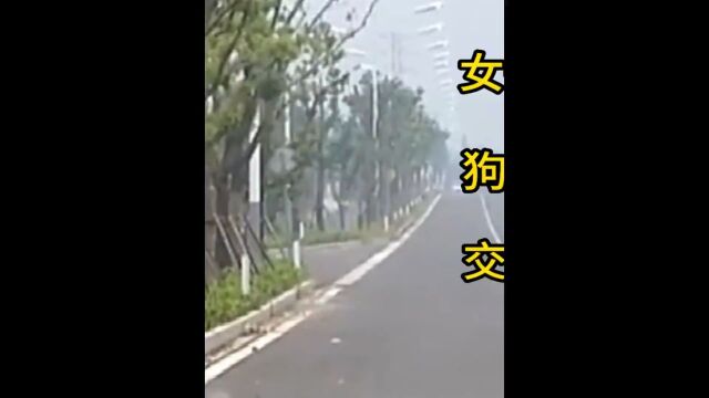 狗狗 #下集更精彩