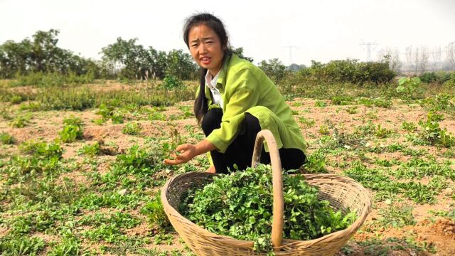 地里荠荠菜又长大了不少,农村媳妇挖了一满筐,绿莹莹的真喜人