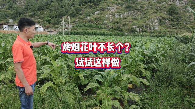 种烤烟花叶不长个,试试这个方法