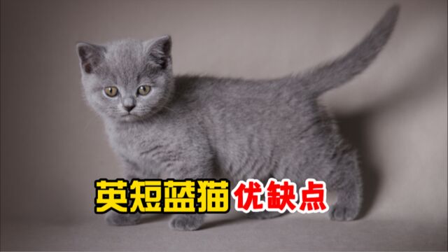 盘点英短蓝猫优缺点,看完你还想养吗?