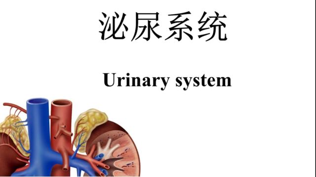 泌尿系统精讲之【第06课】尿路感染(二)