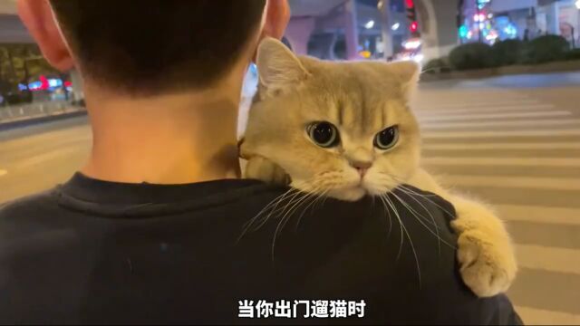 养猫咪的五个好处,你知道吗?