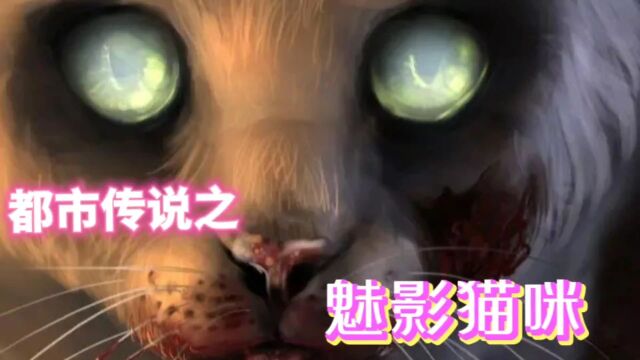 都市传说:魅影猫咪