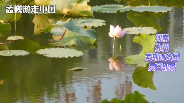 郑州紫荆山公园夏日即景