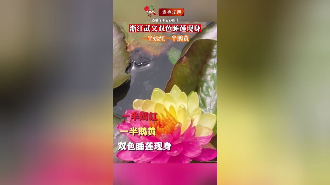 收下周一的祝福:一半嫣红,一半鹅黄,见者“好运莲莲”!在评论区留下你的愿望吧!