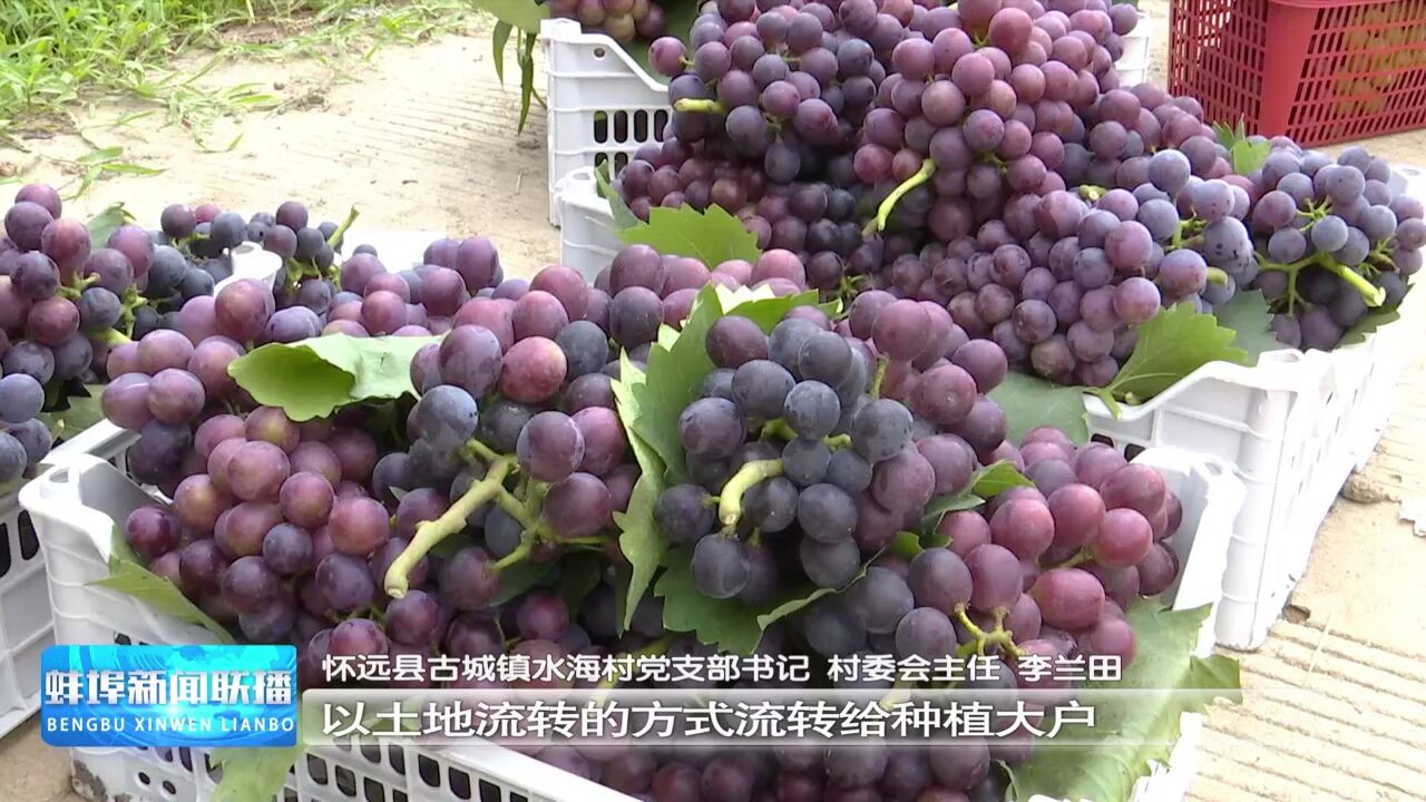 怀远古城:葡萄黄桃甜蜜上市 特色种植助农增收