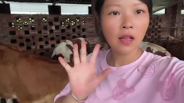 牛牛满身这样的虫,一针搞定,你们学会了吗? #养牛人 #小牛犊 #牛犊子 #繁殖母牛 #西门塔尔 #养牛技术