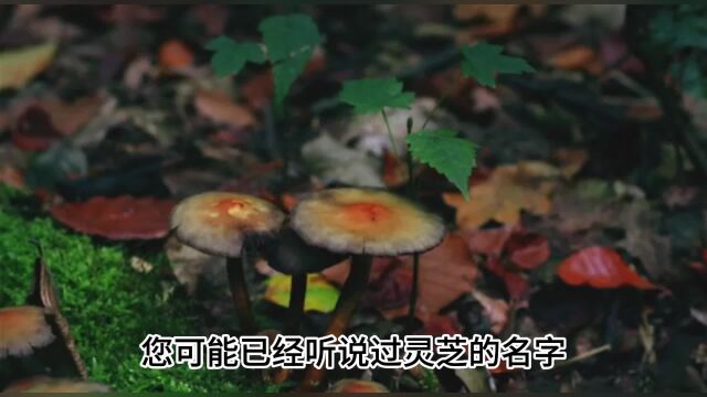 灵芝的功效与作用,揭秘灵芝的功效