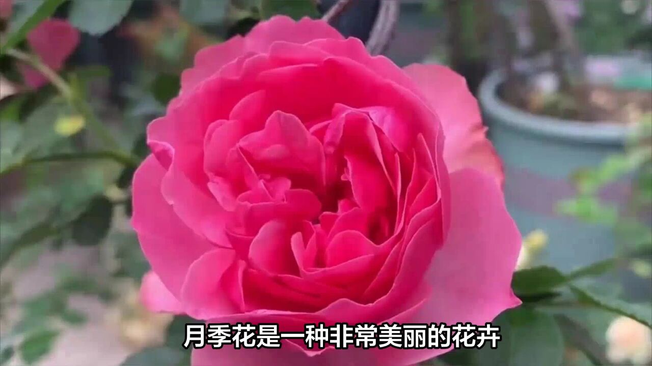 月季花不开花?这些养护技巧你一定要知道!