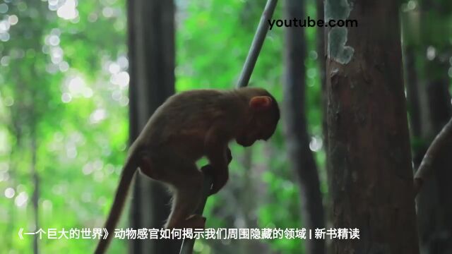 《一个巨大的世界》动物感官如何揭示我们周围隐藏的领域