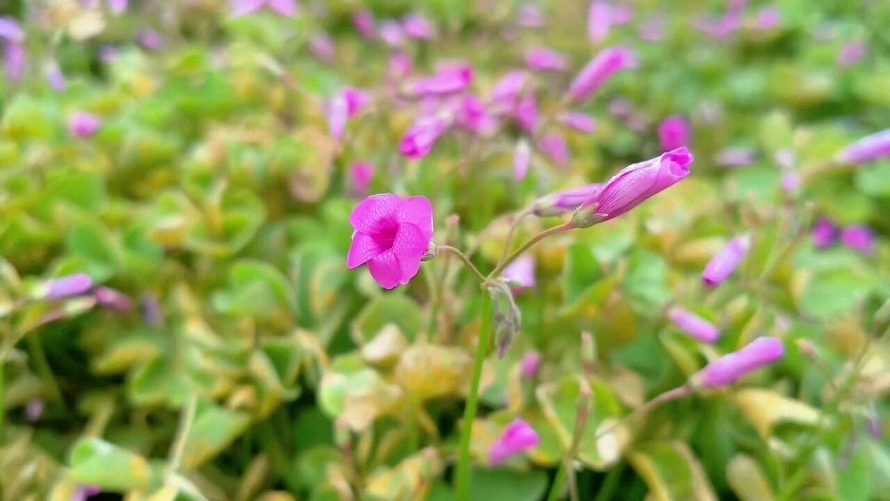 云南省曲靖市田野之花不畏初冬风霜绽放芳华 遍地花开娇红粉艳小巧玲珑故土家园眷恋无限