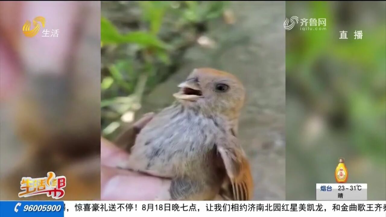 两男子跨省非法捕猎“黄豆鸟”,在网上拍卖售出,山东民警抓人