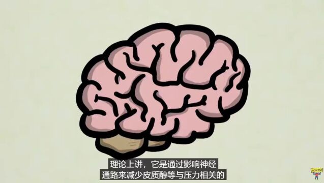 促睾、抗抑郁、抗失眠—关于南非醉茄的一切谎言终究被揭穿