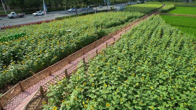 漳州台商区:把农田“搬”到市区来了!