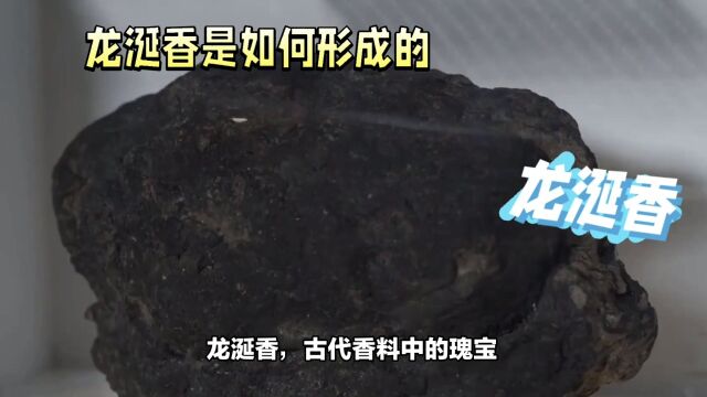 龙涎香之谜:海洋生物与香料历史的探索