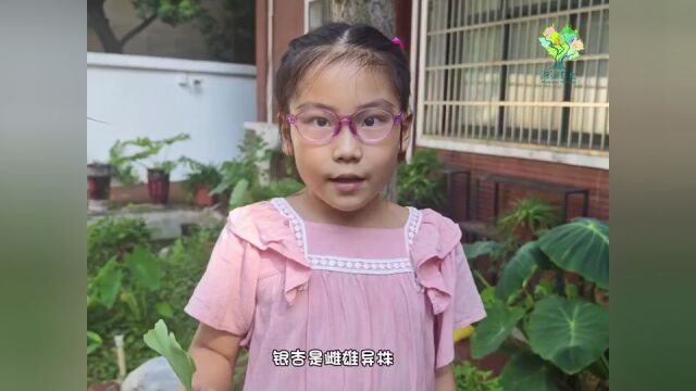 小小物候推荐官之处暑节气:你那里的斑地锦开花了吗