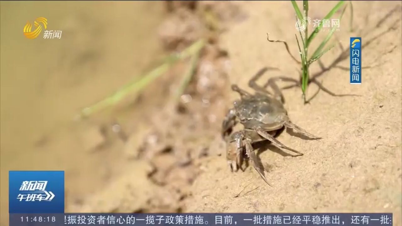 庆云:罗非鱼+稻田蟹,推动特色渔业养殖,带动村民增收致富